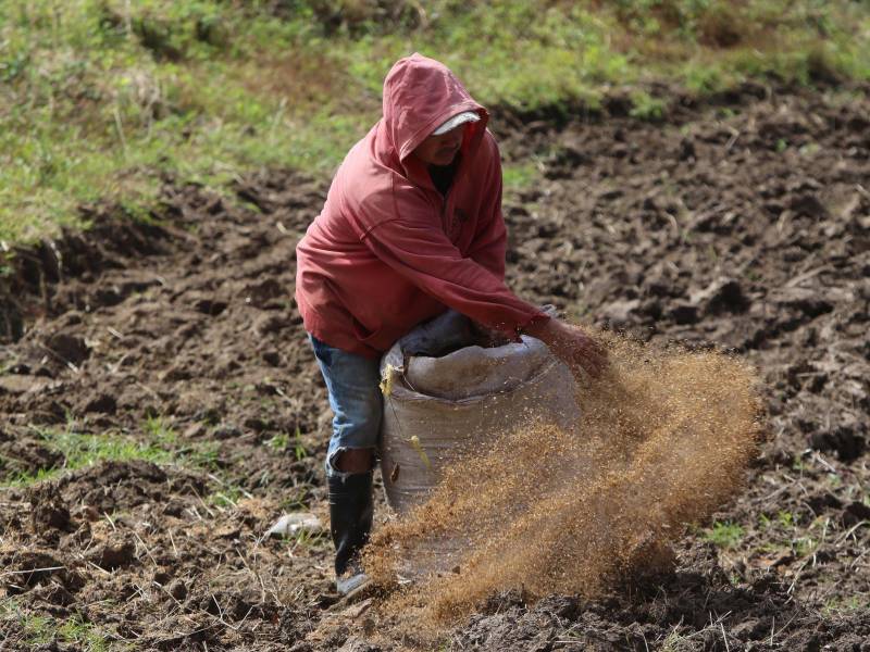 El gobierno ha cumplido en cuanto a bonos agrícolas para los productores, pero analistas cuestionan que no es suficiente y se refleja en la cifra de personas que no tienen soberanía alimentaria.