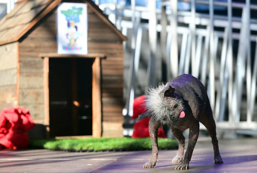 FOTOS: Mr. Happy Face, así es el perro más feo del mundo