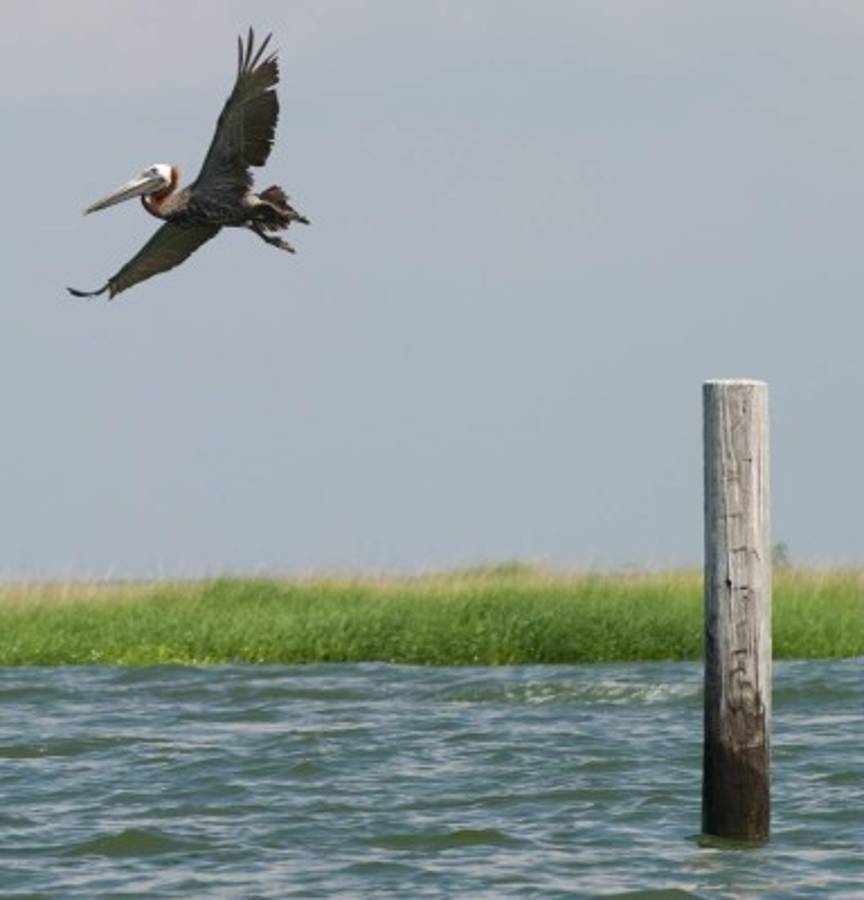 BP pagará millones por la peor marea negra de la historia de EEUU