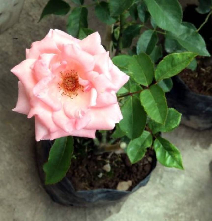 Rosa: la ventaja de emplear esta flor en la vivienda es que requiere de poco cuidados. Sus pétalos, ya sean grandes o pequeños, son resistentes a las gotas de la lluvia, su tallo difícilmente se dobla o quiebra.