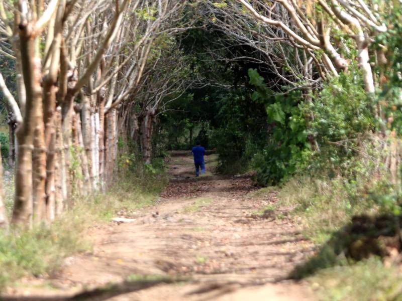 La zona, considerada el granero de Honduras, ha quedado en el abandono estatal. Las autoridades salientes prometieron concluir el proyecto, sin ningún resultado.