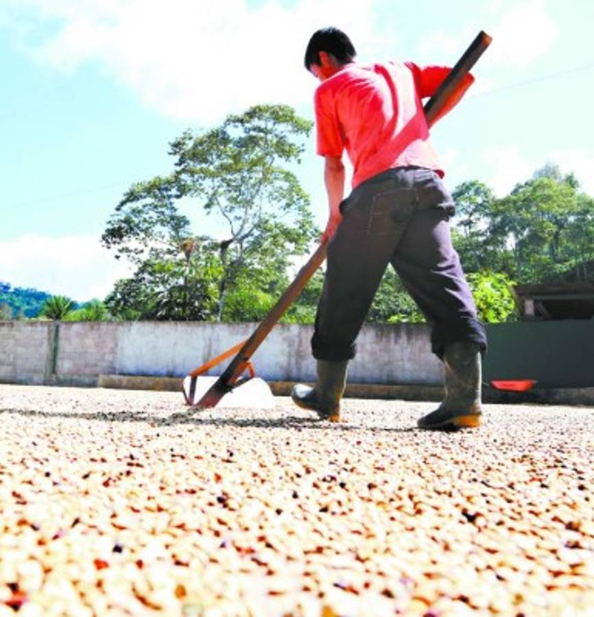 Ihcafé podrá subir 2.5% más a créditos para productores