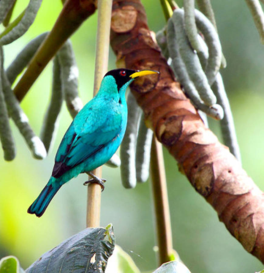 Honduras, paraíso para observadores de aves