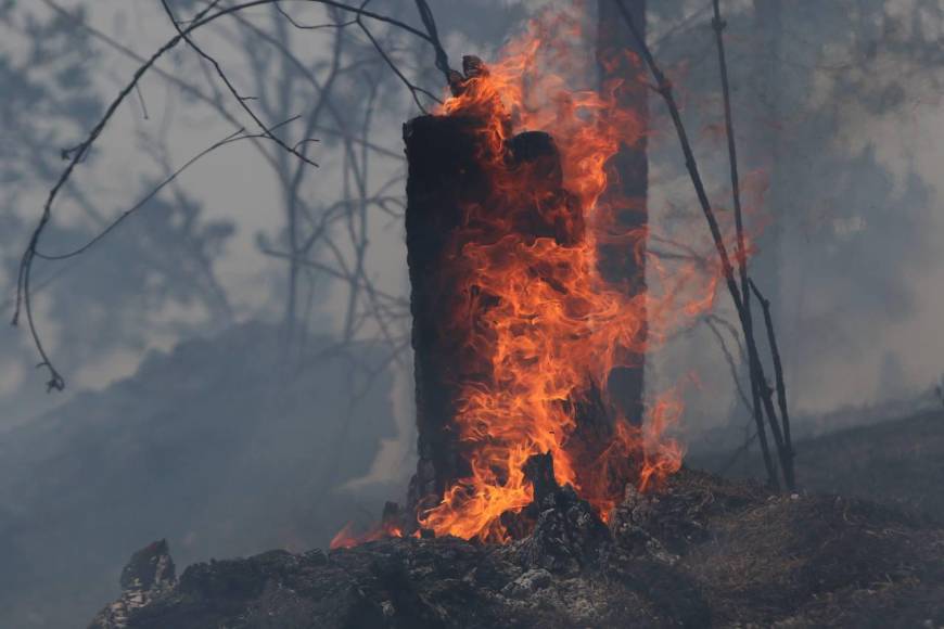 Bruma y árboles quemados se apoderan de La Tigra: así es el ambiente desde adentro