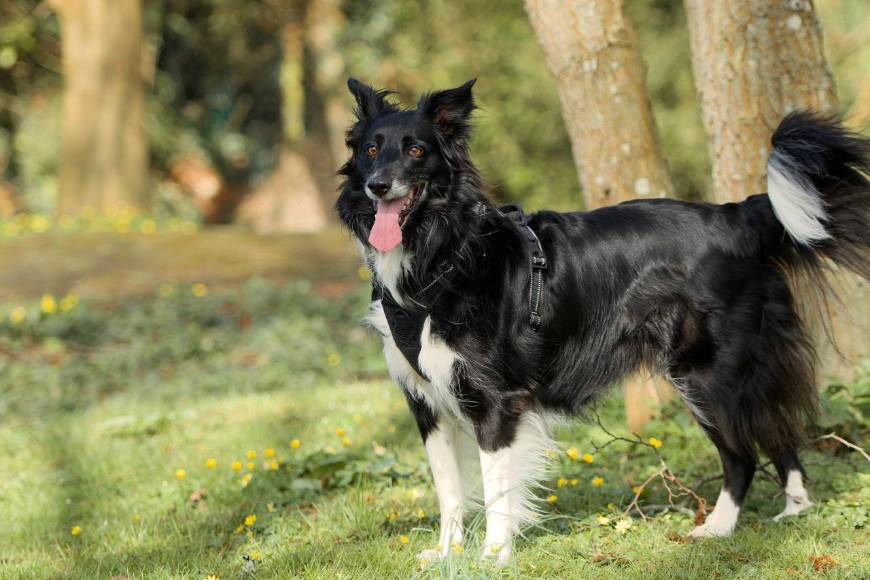 La garrapata “estrella solitaria” que deja contagios de extraño virus en EEUU