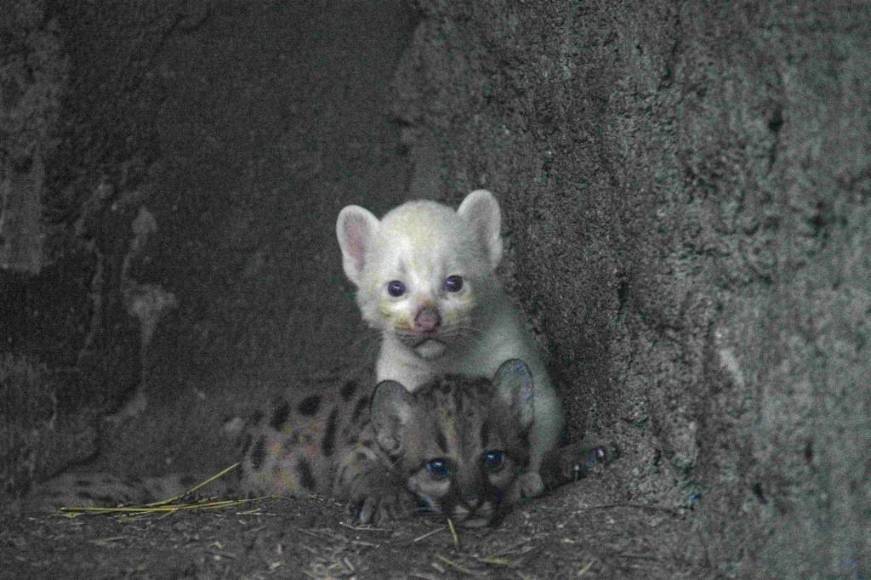 Un puma albino, una cebra de puntos y una jirafa sin manchas: las raras mutaciones registradas en los últimos años