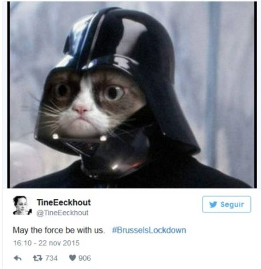 Usan gatos para atraer turistas a Bruselas