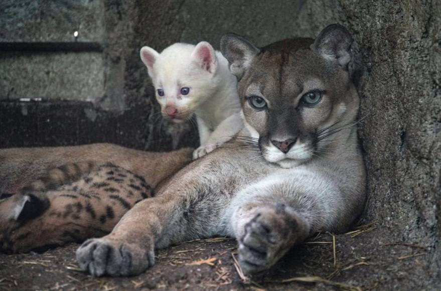 Un puma albino, una cebra de puntos y una jirafa sin manchas: las raras mutaciones registradas en los últimos años