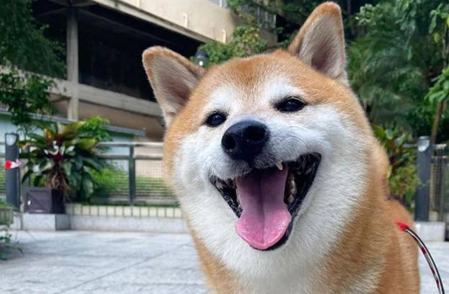 Muere Balltze, el famoso perrito que conquistó con sus stickers y memes