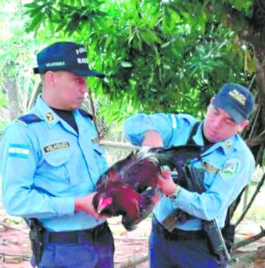 Portavoz de Seguridad sobre el gallo en prisión: 'Policías tomaron la decisión correcta'