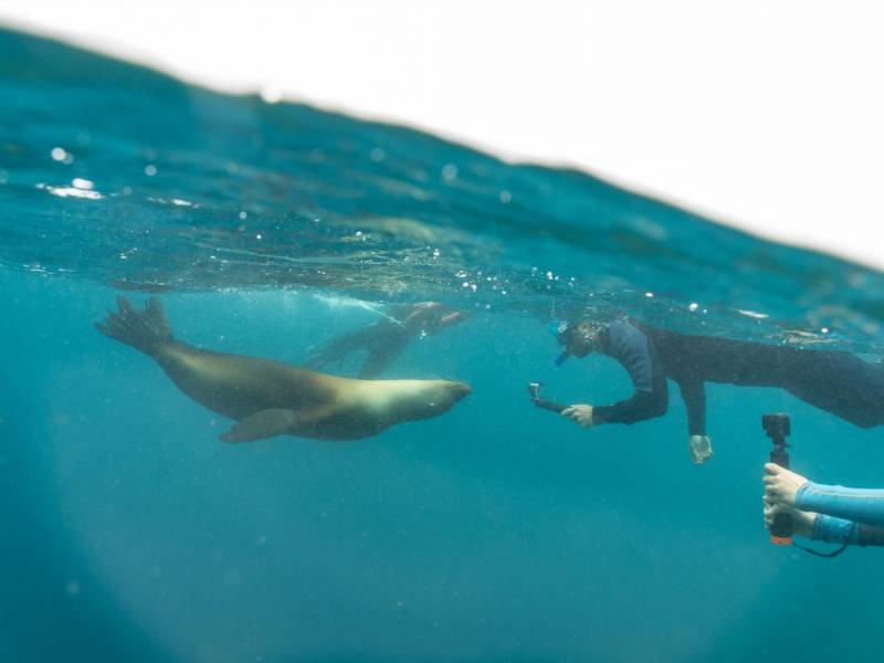 Se desconoce cuántas rentas a corto plazo hay en las Islas Galápagos. Turistas fotografían a un león marino.