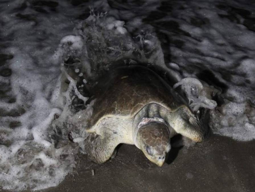 FOTOS: Así se protege la vida las tortugas golfinas en las playas del sur de Honduras