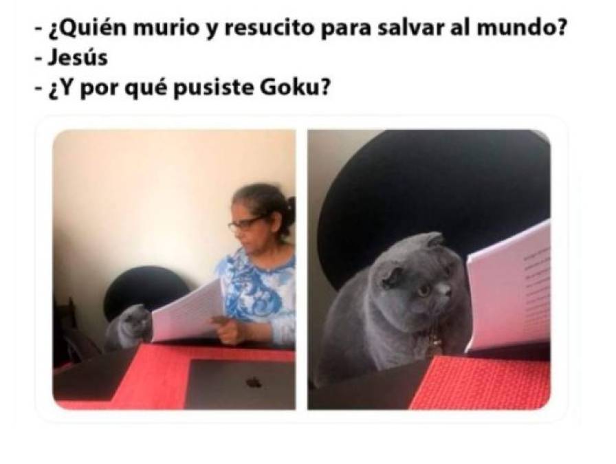 Divertidos memes del gato regañado que invaden las redes