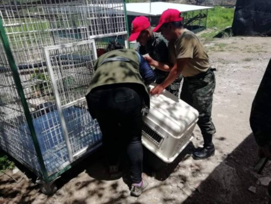 FOTOS: Monos, loros y guaras, los exóticos animales del 'Cholo Houston'