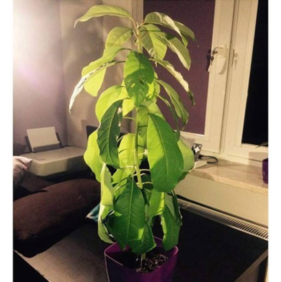 Mira lo que ocurre si clavas cuatro palillos en la semilla de un aguacate ¡Te encantará!