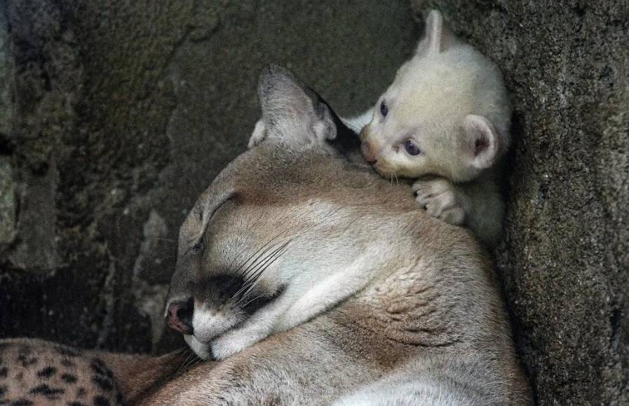 Un puma albino, una cebra de puntos y una jirafa sin manchas: las raras mutaciones registradas en los últimos años
