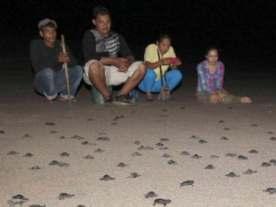 FOTOS: Así se protege la vida las tortugas golfinas en las playas del sur de Honduras