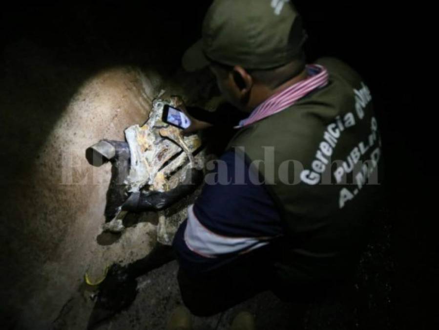 FOTOS: Así era el matadero clandestino de caballos en la colonia Nueva Suyapa