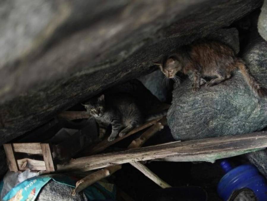 La horripilante escena en Isla de Gatos, Brasil, tras hambruna por la pandemia  