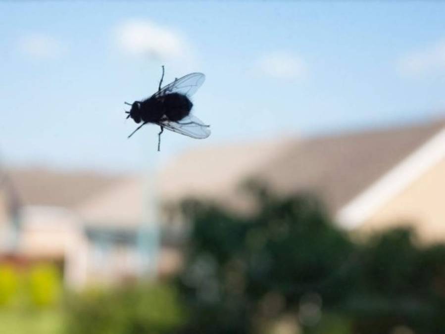 15 datos interesantes que no sabías sobre las moscas