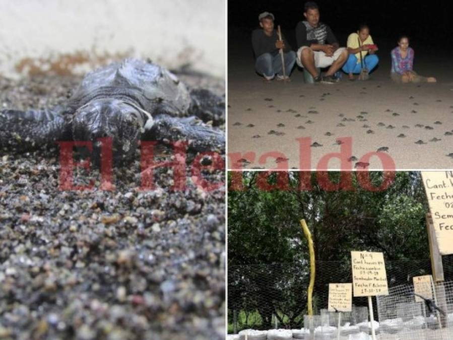 FOTOS: Así se protege la vida las tortugas golfinas en las playas del sur de Honduras