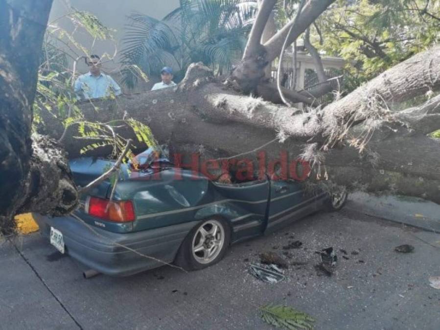 FOTOS: Árbol aplastó vehículo en la colonia Tepeyac de la capital