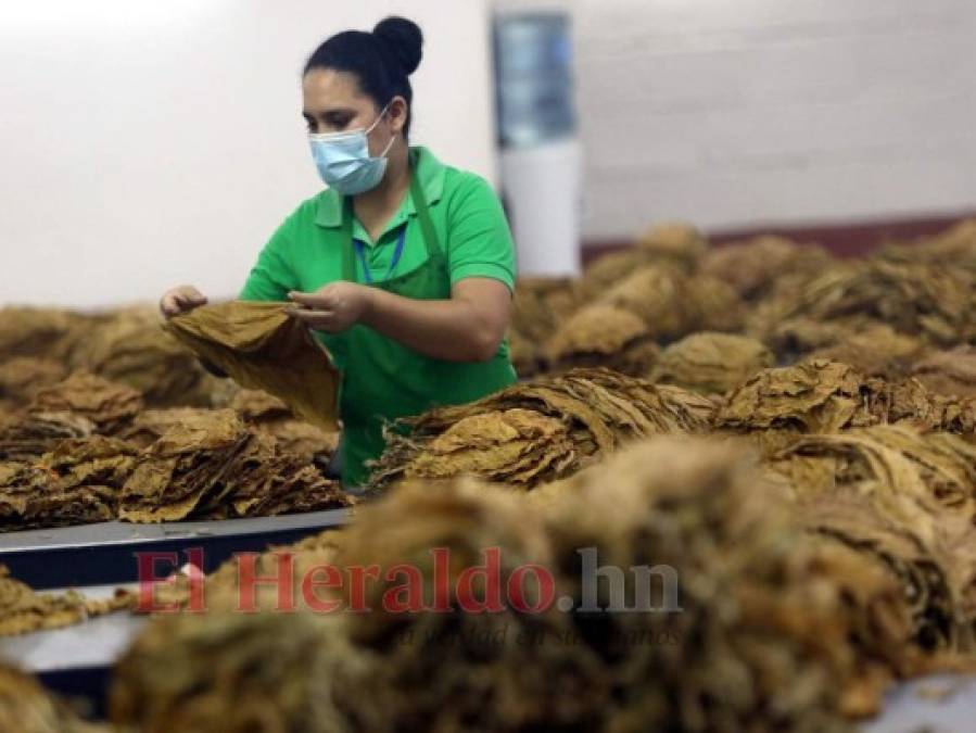 ¡Exquisito aroma y sabor! Tabaco hondureño, uno de los mejores a nivel mundial