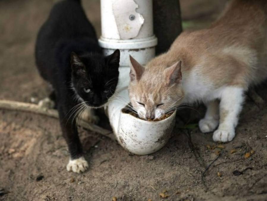 La horripilante escena en Isla de Gatos, Brasil, tras hambruna por la pandemia  