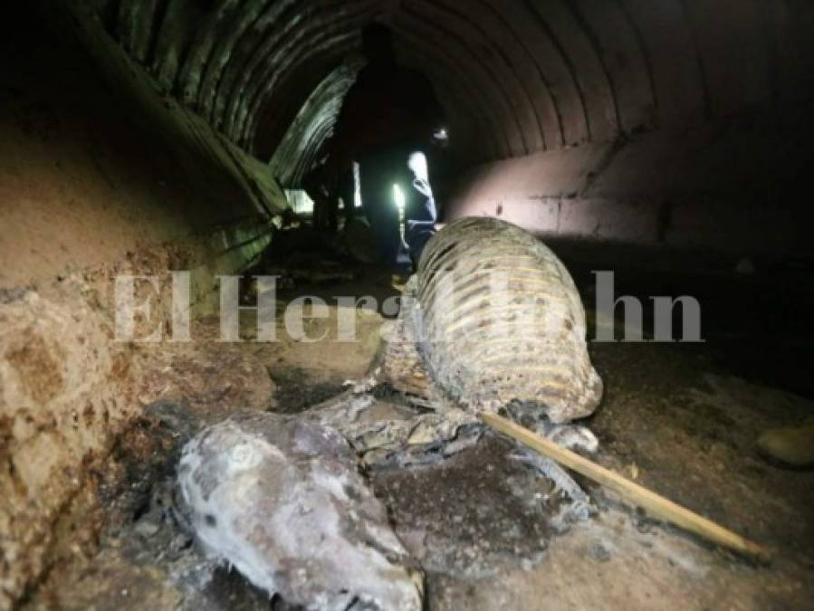 FOTOS: Así era el matadero clandestino de caballos en la colonia Nueva Suyapa