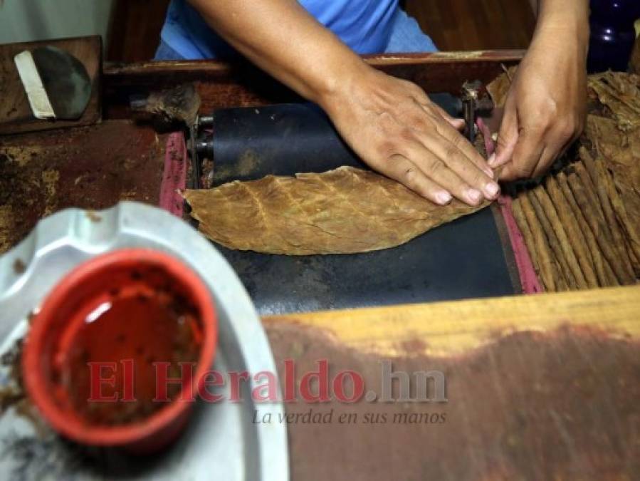 ¡Exquisito aroma y sabor! Tabaco hondureño, uno de los mejores a nivel mundial