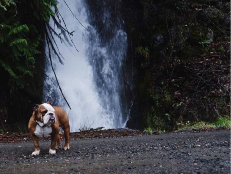 FOTOS: Así es Chulo, el perro consentido del futbolista hondureño Roger Espinoza