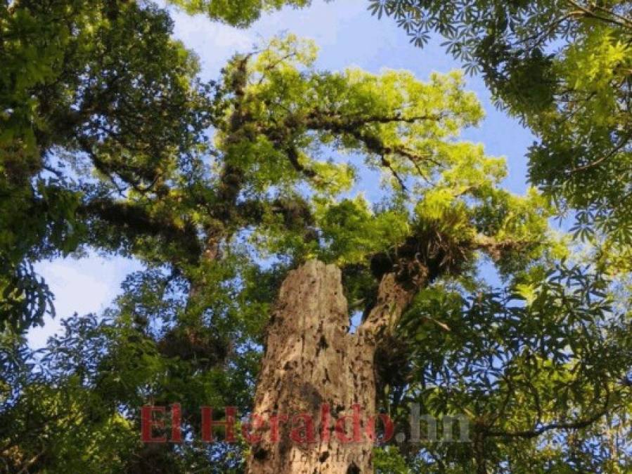 FOTOS: Güinope, uno de los grandes destinos emergentes del turismo ecológico