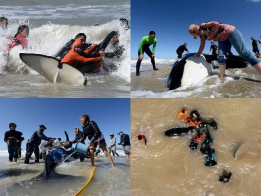 FOTOS: El impresionante rescate de 6 orcas varadas en Mar Chiquita