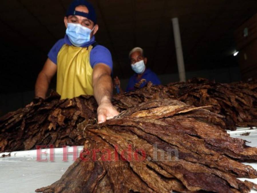 ¡Exquisito aroma y sabor! Tabaco hondureño, uno de los mejores a nivel mundial