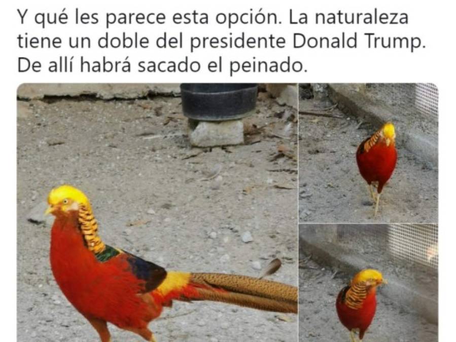 Usuarios no se miden y se burlan del nuevo peinado de Donald Trump con divertidos memes