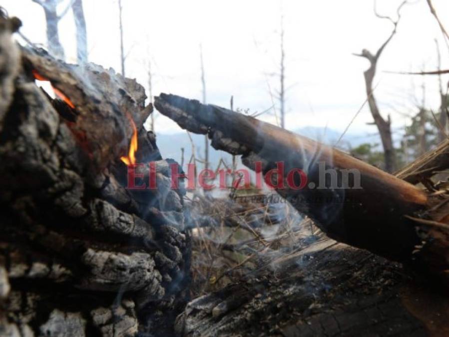 Incendio en La Tigra devora más de 10 hectáreas de bosque