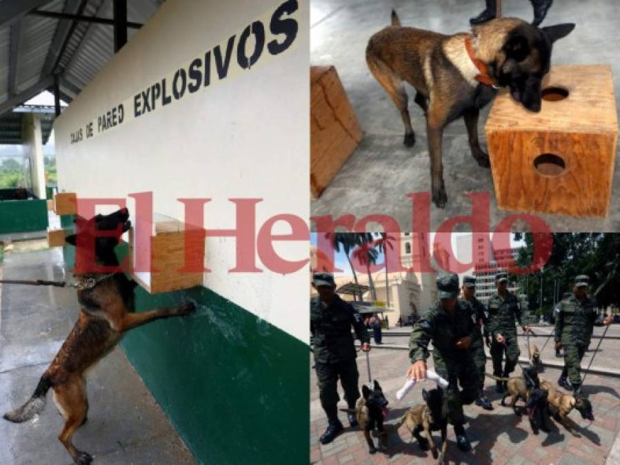 Así es el entrenamiento de los agentes caninos en el Batallón de la Policía Militar