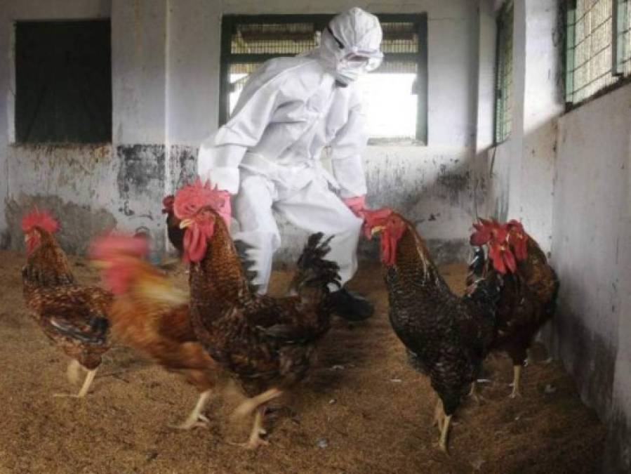 Qué es, cómo se transmite y qué tan peligrosa puede ser: todo sobre la gripe aviar H10N3  