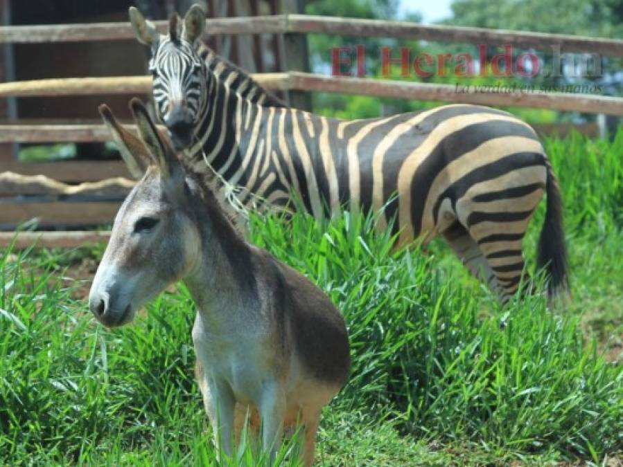 Golpeados, llagados y desplumados: Los animales sufren el descuido del zoológico Joya Grande