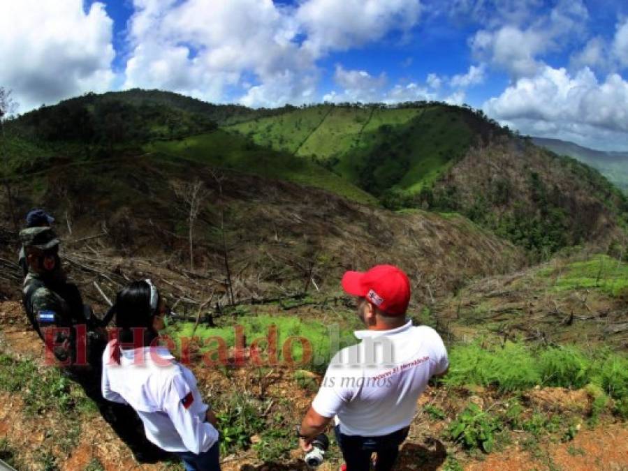 Destruyen el pulmón más grande de Honduras y construyen carretera clandestina (FOTOS)  