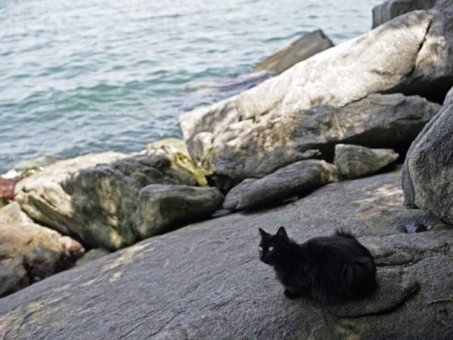 La horripilante escena en Isla de Gatos, Brasil, tras hambruna por la pandemia  