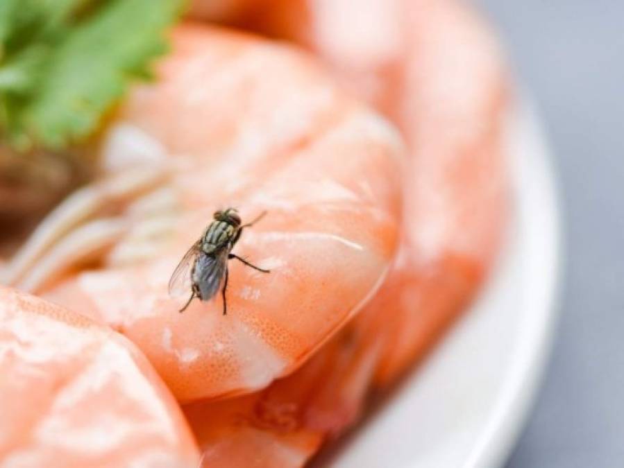 15 datos interesantes que no sabías sobre las moscas
