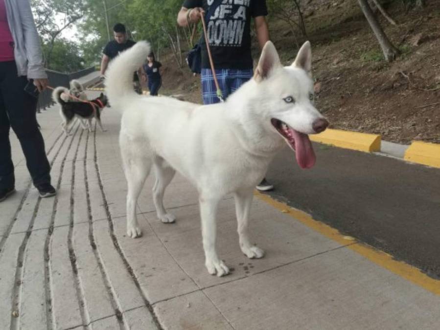 FOTOS: Huskylandia Hn, el club que une a los adorables peludos y sus dueños