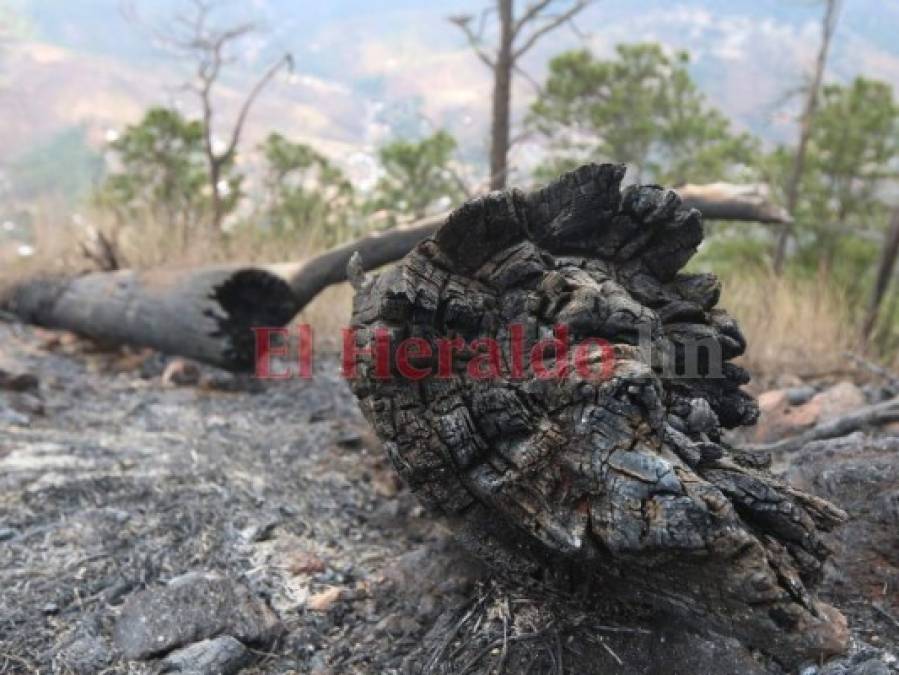Incendio en La Tigra devora más de 10 hectáreas de bosque