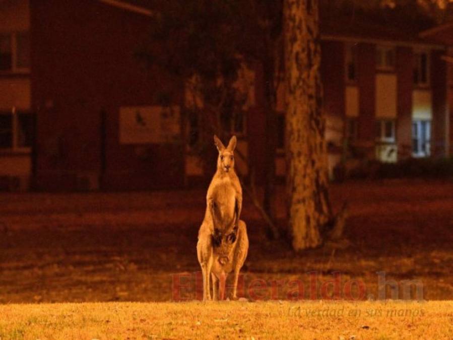 FOTOS: Personas bloqueadas en playas de Australia por incendios; van ocho muertos  