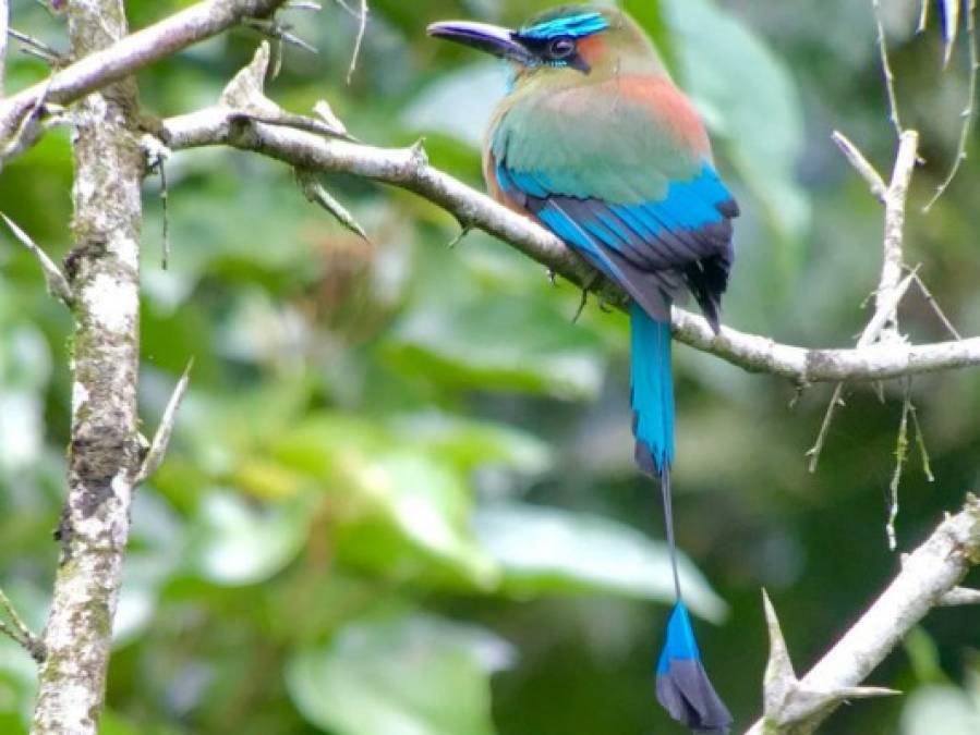 Así lucen algunas de las hermosas aves del Lago de Yojoa en Honduras