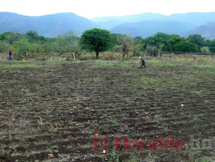 FOTOS: Lluvia escasa y siembra tardía amenazan con provocar hambruna en zona sur de Honduras