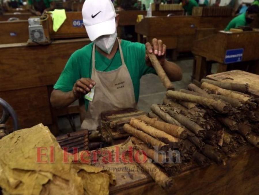 ¡Exquisito aroma y sabor! Tabaco hondureño, uno de los mejores a nivel mundial