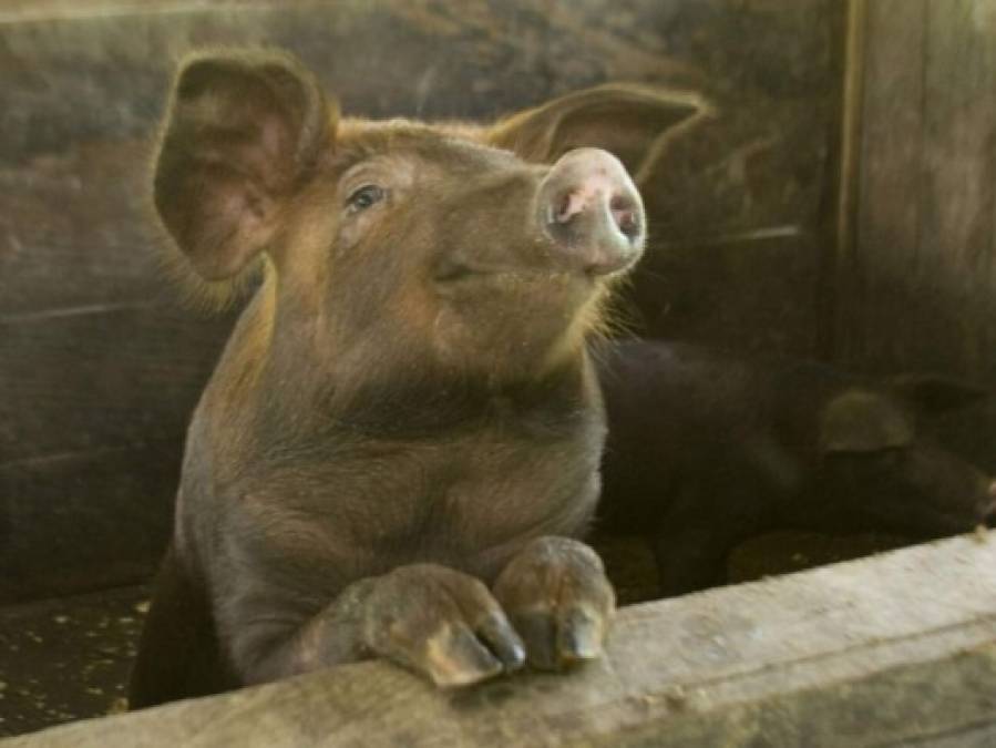 Lo que se sabe de la nueva gripe porcina que podría transmitirse a humanos  