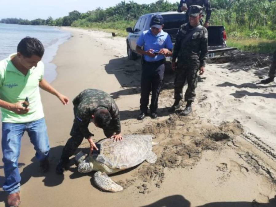 Del cautiverio a su hábitat: la liberación de una tortuga en peligro de extinción en Colón